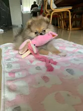 Gato de calamar para perro, juguete de pulpo, mascota de peluche BB, cuerda de perrito, mordedores de juguete con sonido rosa