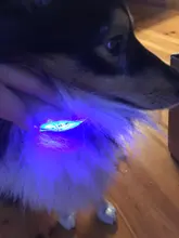 Cheervivi-Collar de nailon con luz LED ajustable para mascotas, Collar con brillo para perro, suministros para perro, venta al por mayor