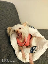 Casa de gatos extraíble Kawaii, productos para el hogar, cama de perro grande, cueva, comida cómoda