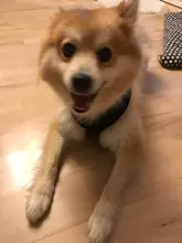 Perro cachorro ajustable para cinturón de seguridad de coche y arnés para perros y gatos, vehículo de mascotas para cinturón de seguridad/cinturón de vida Teddy Yorkie Leash