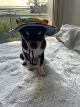 Dog-Cap Headdress-Accessories Puppy Beach-Visor Ear-Holes Dogs Small with for Canvas-Cap