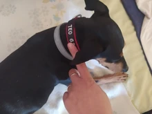 Airuidog-Collar de nailon bordado personalizado para perros pequeños, medianos y grandes, ajustable