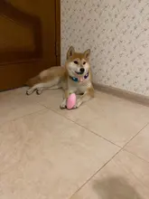 1pc peluche perro hueso juguetes mordedura-resistente limpia perro masticar cachorro juguete de entrenamiento de Banana y zanahoria vegetal, suministros para mascotas