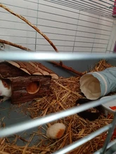 Tubos de juguete pequeños de conejillo de indias para hámster, túnel de primavera, jaula para hámster, casa de un solo canal, Chinchillas, juguete cálido