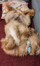 Collar con estampados personalizados para mascotas, collar ajustable de nailon y hebilla de metal de alta calidad, con grabado llamativo, con nombre de identificación para perros pequeños, medianos y grandes