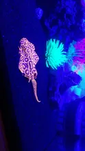 Underwater-Ornament Submarine Jellyfish Aquarium-Decoration Fish-Tank Anemone Artificial-Devil