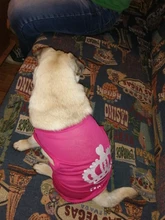 Ropa para Perro barata, adorable chaleco para Perro, camiseta para mascotas, disfraz para perros, Ropa de algodón para cachorros, trajes para perros pequeños