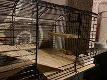 Cage-Accessories Perches Platform Wood-Toys Parrot-Rack Hamster Grinding Gerbils Mice