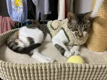 Scarf Jacket Dogs French Bulldog Winter Plush-Coat Pet-Dog Cotton Warm Thick for Puppy-Ropa-Perro