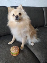 Juguetes con sonido de goma de moda para perro, Chanclas de hueso masticable de pollo, juguetes de pelota para perros, juguete de entrenamiento