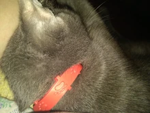 Mascota perro gato Collar Anti pulgas Mite piojos insecticida Mosquito al aire libre Collar ajustable para mascota gato accesorios a largo plazo de protección