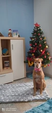 Alfombrillas mascotas para perros, mantas gruesas para mascotas en invierno, perreras de dibujos animados para mascotas, esteras cálidas para dormir para perros con edredones de algodón
