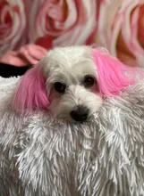 80g Gatos Perros mascotas animales pelo Color brillante colorantes de pigmento de agente suministros pelo colorear perro seguro Accesorios