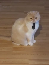 Collar de gato a cuadros con lazo ajustable para cachorros y Chihuahua, Collar de algodón para mascotas, Collar para gato, accesorios para mascotas