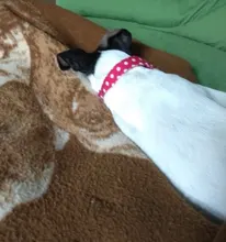 Collar personalizado para perro, collares para mascotas de nilón con estampado de puntos para mascota mediana grande, Pitbull, rojo, azul y negro