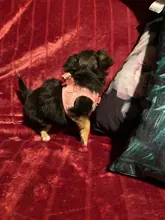 Ancla gato arnés tipo chaleco para perro con correa pajarita ajustable traje de esmoquin Bowknot lindo gato conjunto de Correa y arnés para gatos gatito cachorro 10