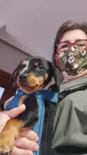 Cat-Carrier-Bag Pet-Dog-Backpack Puppy Dogs Denim Pets-Products Small Trasportino Outdoor