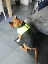 Jacket Puppy-Clothing Dog-Coat Dogs Golden-Retriever Waterproof Winter Pet-Vest Small