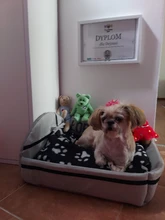 Plush-Cushion Puppy-Mat Pet-Bed Kennel Dogs Small Large Cute Cat Round Tyteps Warm