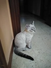 Interactive-Toys Teaser-Stick Cat Catcher Bird-Feather Plush-Cat-Wand Fish Cat Bell Mouse