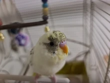 Columpio de madera Natural para loros, jaula colgante para mascotas con cuentas de colores, suministros para pájaros, campanas, juguetes, 1 unidad