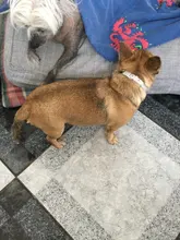 8 meses pulga y garrapata Collar para perros, Collar para gatos mascotas prevención Collar ajustable Collar de perro accesorios de mascotas Dropshipping. Exclusivo.