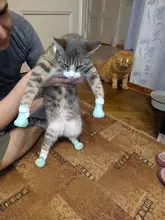 Funda de baño antimordedura para zapatos de gato, Protector de patas para mascotas, antiarañazos, ajustable