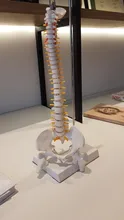 Modelo anatómico para enseñanza médica columna Vertebral humana Flexible, curva Lumbar, columna Vertebral, 45cm, novedad de 2019