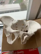 Modelo de Mini Pelvis, esqueleto humano, espécimen, esqueleto de cadera, herramienta médica de anatomía, escuela, usado, 1:2, Pubis, esqueleto educativo