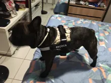 Arnés de perro sin tirones, arnés de mascota ajustable transpirable reflectante para chaleco de perro, Parche de identificación personalizado para exteriores, suministros para perros que caminan