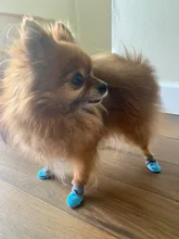 Calcetines para mascotas suaves antideslizantes con dibujos animados, calcetines para perros pequeños, transpirables, tallas S/M/L, 4 Uds.