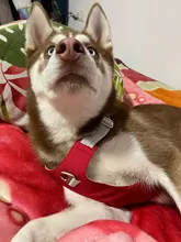 Arnés para perros reflectante ajustable, chaleco de pecho para perros pequeños, medianos y grandes, arnés protector de adiestramiento al aire libre para perros