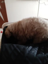 2 en 1 coche frente cubierta de asiento de coche para mascotas impermeable canasta para cachorro Anti-Silp Pet Car Carrier perro gato de coche de viaje al aire libre