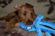 Dog-Squeaky-Toy Octopus Sounding-Paper Dogs French-Bulldog Interactive Plush Large Small