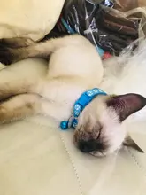 10 La banda de Color, Collar de gato y Collar de pata del gato ajustable Collar con cascabel de Mascota de dibujos animados huella Collar de gato