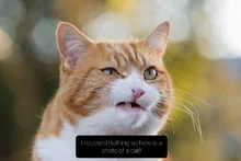 CuteZCute-tenedor de comida Bento para niños, 10 piezas, jirafa, perro, gato, oso, mono (el Color puede cambiar), tenedor de fruta