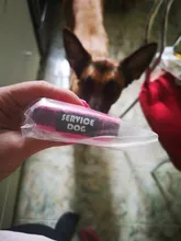 Correa para mascotas antideslizante, correa para el pecho de nailon resistente, cómoda, diseño de moda