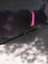 Collar de silicona antipulgas para Gato, antimosquitos, antimosquitos, x 40cm, suministros para gatos y gatitos, 1 unidad