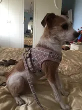Arnés pequeño y mediano para perro, correa reflectante transpirable para el pecho, a cuadros, ropa para mascota Bichón, suministros de cadena para perro, chaleco estampado