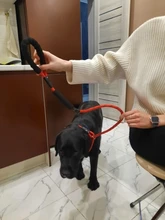 Correa para adiestramiento de perros 5 de Nylon de Color básicos cuerda medio pasear a los perros Collar para perro grande Durable fácil Control ajustable Labrador