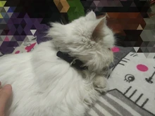 Collar de cuero personalizado para perros y gatos, placa con identificación para mascotas pequeñas