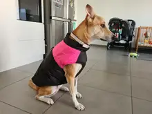 Jacket Puppy-Clothing Dog-Coat Dogs Golden-Retriever Waterproof Winter Pet-Vest Small