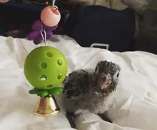 3 uds juguete para loro colorido hueco de bola juguete pájaro periquito loro cacatúa juguete jaula divertido juguetes mascotas pájaro suministros