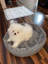 pawstrip Soft Plush Winter Dog Bed Round Cat Bed Warm Puppy Cushion Chihuahua Teddy Small