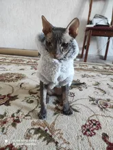 Jacket Clothing Puppy-Clothes Pet-Cat-Costume Dogs Soft-Fleece Chihuahua Winter For Yorkshire