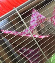 Hot Set Double Thick Plush Warm Bed Rat Hammock for Hamster House Hanging Nest Sleeping