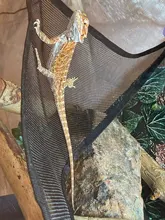 2 unids/set mascotas hamaca cama para dormir malla juguetes Swing tela Oxford para reptil serpiente lagarto subir productos con copa de succión