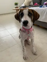 Arnés para perro ajustable de nailon para cachorro, Chihuahua, arnés chaleco para perro, conjunto de correa rosa para perros medianos y pequeños, productos para mascotas