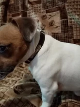 Pet-Id-Tags Collar Free-Engraved Customized Genuine-Leather Puppy-Nameplate Dog Adjustable