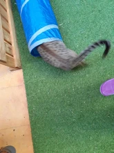 Juguete de túnel para mascotas, tubos de juego con 2 agujeros, bolas plegables, antiarrugas, para cachorros, hurones y conejos